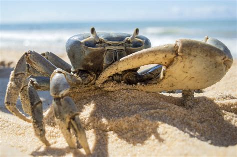 Blue Crab On Sandy Beach Image Free Stock Photo Public Domain Photo