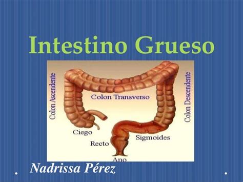 Que Es El Intestino Grueso