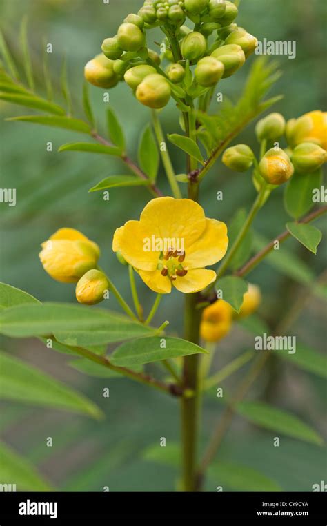 Alexandrian senna (Senna alexandrina syn. Cassia senna Stock Photo - Alamy