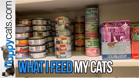 Best Wet Cat Food Brands What I Feed My Cats And How I Organize Them