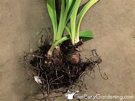 Storing Amaryllis Bulbs For Winter Complete How To Guide Get Busy