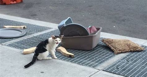 Gato Abandonado Na Rua Junto Sua Caixa De Areia E Seus Pertences