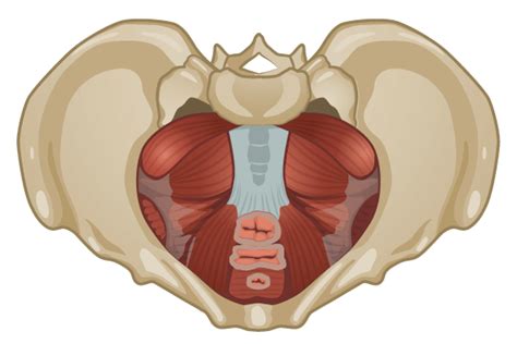 Ultimate Guide To The Pelvic Floor For Womens Health Next Step Physio