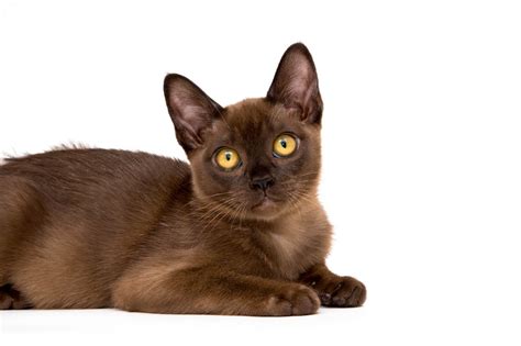 Most Popular Brown Cat Breeds With Pictures