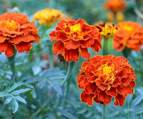 Spinach companion plants: what to grow alongside spinach | Homes and