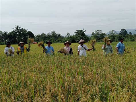 Cerita Petani Desa Ululere Binaan PT Vale Raup Untung Lebih Dari Sawah