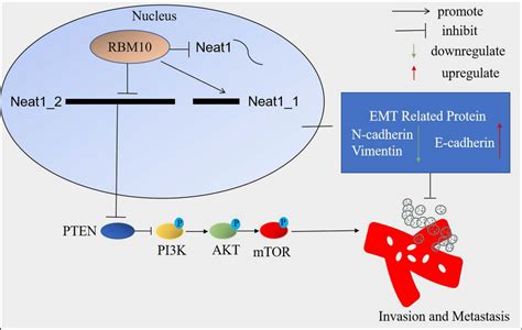 Mechanism Of RBM10 And Neat1 In Invasion And Metastasis Of NSCLC RBM10