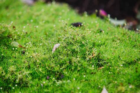 Irish Moss For Your Garden (Care Tips, Facts and Pictures)