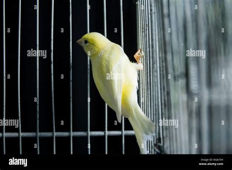 Beautiful Yellow Canary In A Cage Stock Photo Alamy