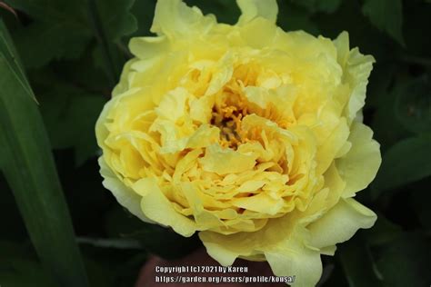 Itoh Peony Paeonia Yellow Crown In The Peonies Database Garden Org