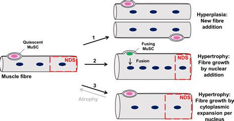 Schematic Diagram Of Ca 2 CaMKII Protein Kinase C PKC And