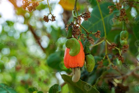 Cashew Nut Tree Stock Photos, Images and Backgrounds for Free Download