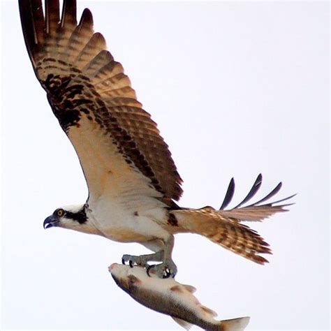 osprey hinterland whos