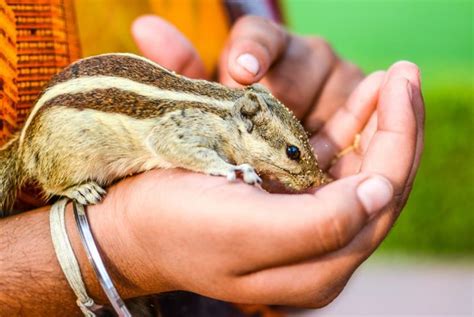 What to Know Before Adopting a Chipmunk - Critter Culture