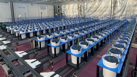 Australian Plant Phenomics Facility Appf Helps Map Plant