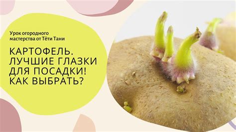Картофель. Лучшие глазки для посадки. - YouTube