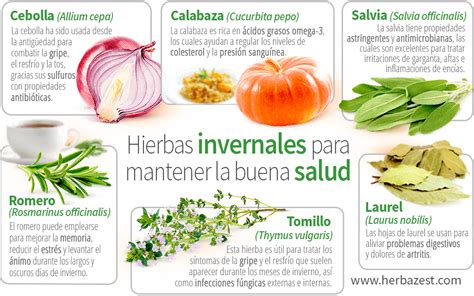 Hierbas Invernales Para Mantener La Buena Salud Herbazest