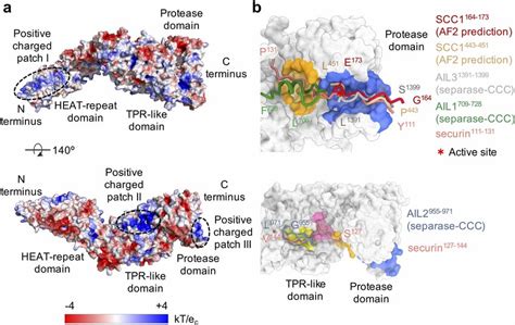 Electrostatic Surface Potential Of Human Separase And Comparison Of Download Scientific Diagram