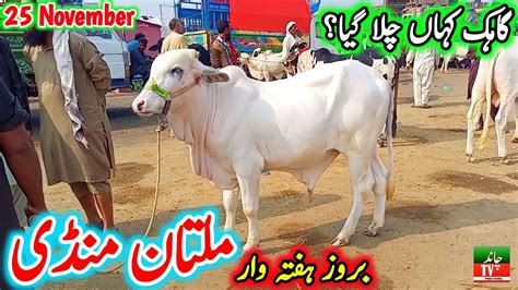 Today Saturday New Multan Cow Mandi Latest Update 25 11 2023 Multan