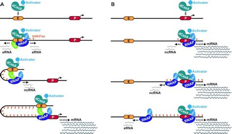 Plasmid Plv Dcas9 P300 P2a Puror Addgene Inc Bioz