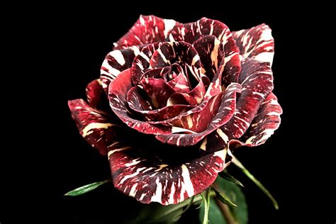 Тигровая роза - 74 фото