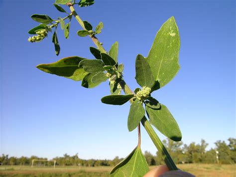 2 White goosefoot leaf by Harry Rose 12112081414_7e1d16b4b4_b - World Crops Database