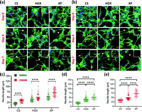 Peptide Functionalized Dna Hydrogel Enhances Neuroblastoma Cell Growth