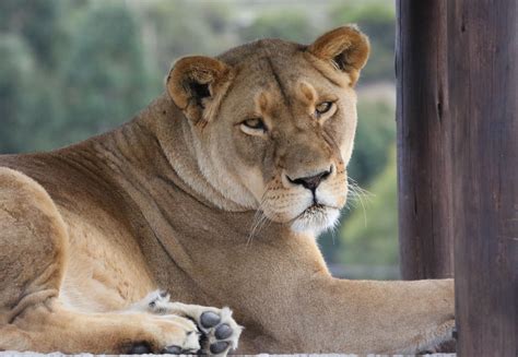 Lioness Sitting Profile