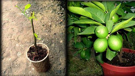 Nimbu Ki Cutting Kaise Lagaye How To Grow Lemon Plant At Home