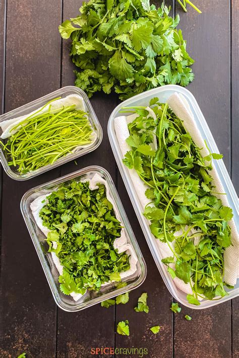 How To Store Cilantro Buy Clean Cut Use Spice Cravings