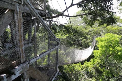 Amazon Jungle Canopy Walkway – Strolling Between Heaven and Earth - A ...