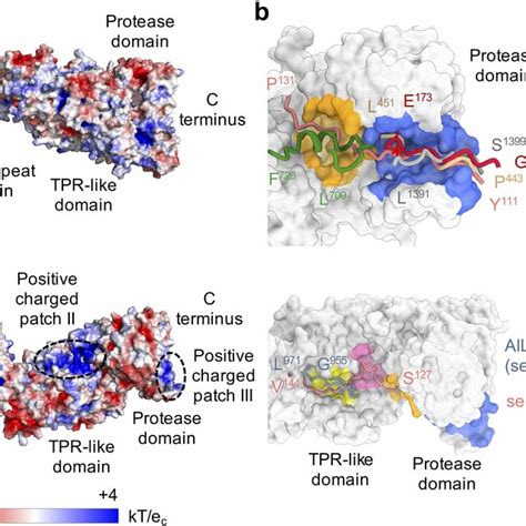 Electrostatic Surface Potential Of Human Separase And Comparison Of Download Scientific Diagram