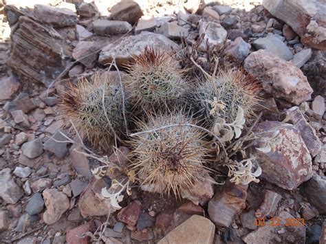 Chihuahuan Beehive from Mazapil Zac México on February 22 2023 at