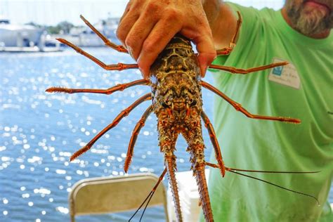 Se llevará a cabo la mini temporada de langostas en los Cayos de