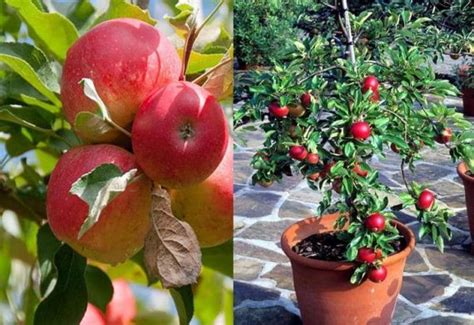 Cómo cultivar Manzanos en Maceta y sus cuidados Eco Jardín Mágico