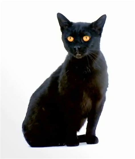 Bombay Cat: Personality, Care & Unique Traits of the Bombay Cat Breed