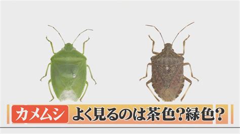 大量発生の「カメムシ」よく見かけるのは緑色？茶色？実は地域によって違いあり Youtube