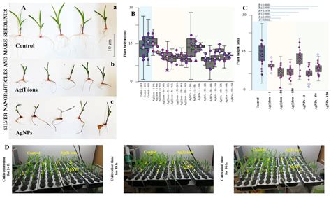 A Basic Study Of The Phytotoxic Effect Of Agnps On Plants Of Zea Mays