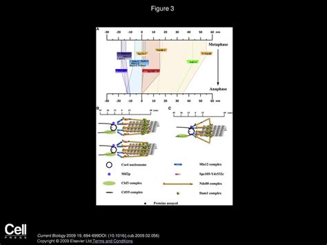 Ajit P. Joglekar, Kerry Bloom, E.D. Salmon Current Biology - ppt download 