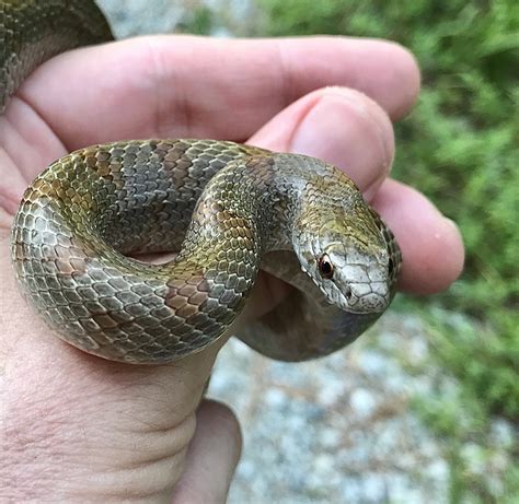 Mole Kingsnake From NC 751 Durham NC US On July 25 2020 At 10 46 AM