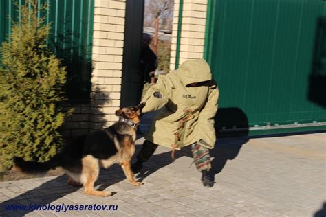 Служебное собаководство, дрессировка собак для службы в полиции, собаки ...