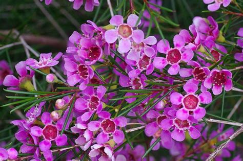 Plantfiles Pictures Chamaelaucium Geraldton Waxflower Geraldton Wax