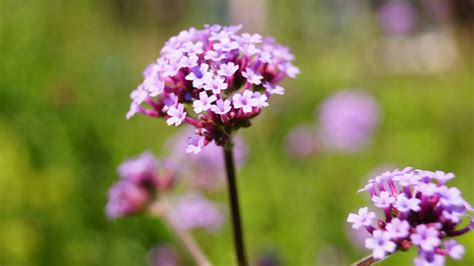 Landelijke Bloementuin De Knoest Tuinen En Bomenrooierij