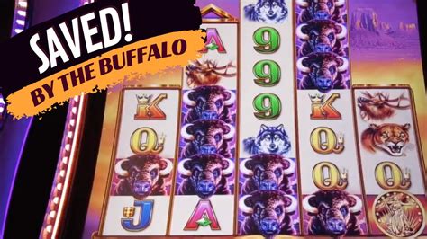 BUFFALO SAVED By The Buffalo On The Buffalo Stampede Slot Machine