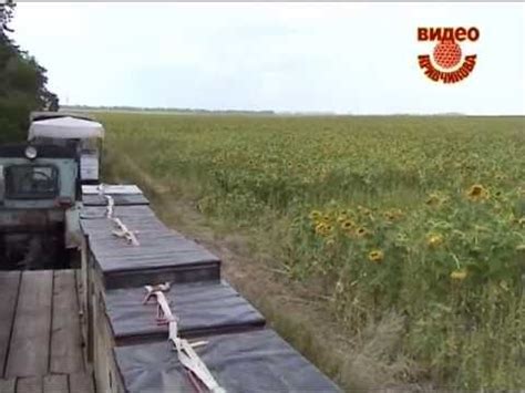 Смена маток по методу Филатова - YouTube