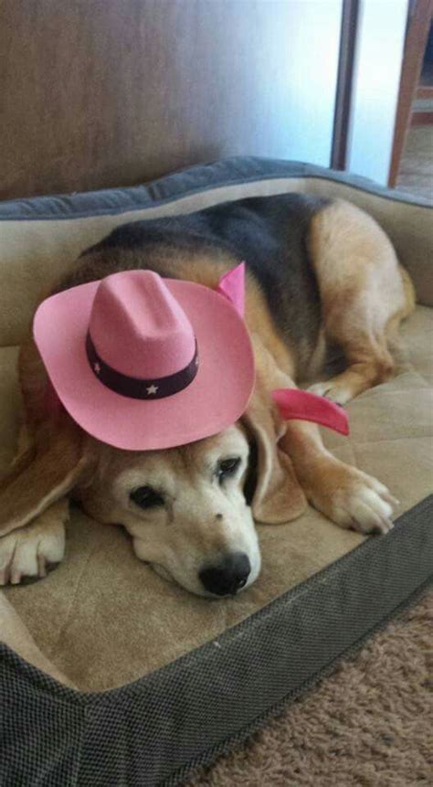 Pin by Anita Dianne Henry Johns on BEAGLES | Cowboy hats, Pure products ...