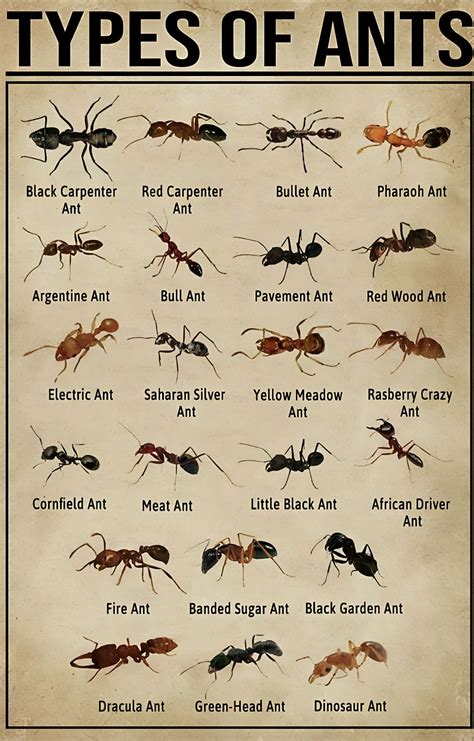 Free Printable Ant Identification Charts Pdf With Pictures