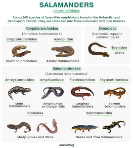 Salamander - Types, Size, Habitat, Life Cycle, Diet, and Pictures