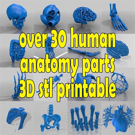 Over 30 Human Anatomy Parts 3D Printable Stl Etsy