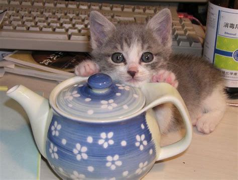 Gay Cats On Twitter Cute Cats And Kittens Cats Cats And Kittens